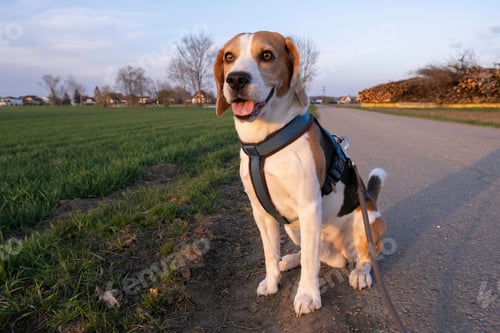 Preview: Beagle dog on Rural area. RSunset in nature