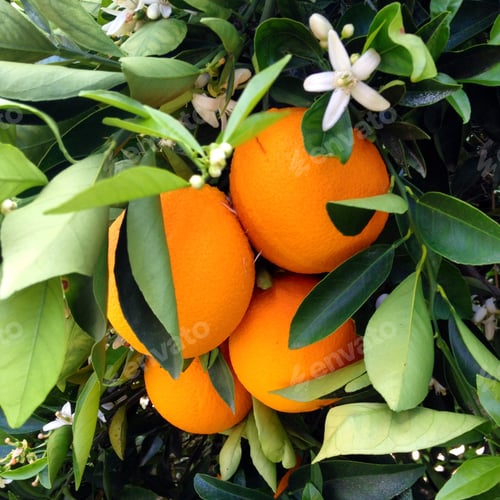 Preview: Oranges on a tree.