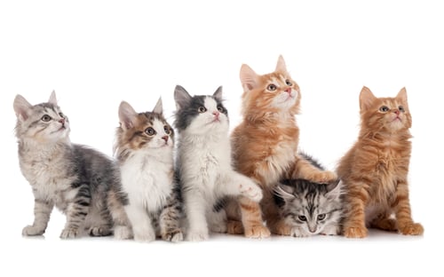 Preview: Kurilian Bobtails in studio