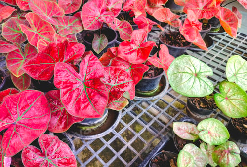 Preview: Group of young colorful red and green caladium plants on shelf display for sale in outdoor market