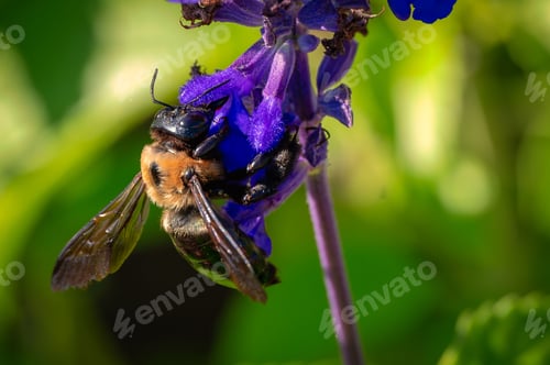 Preview: Bee on a vibrant purple flower