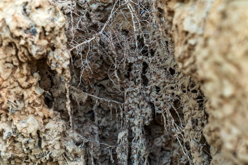 Preview: erosion of clay stuck in the roots