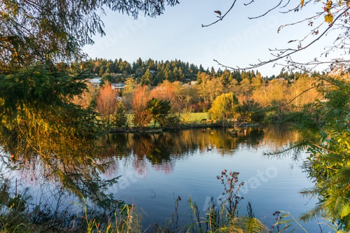 Preview: Trees Are Reflected In A Pond In Late Fall. Photo Taken In Normandy Park, Washington.