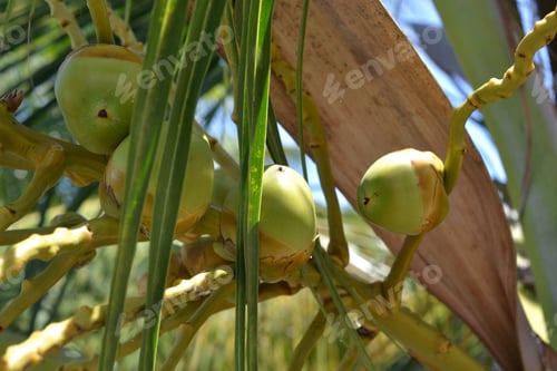 Preview: Young green coconuts on a palm tree