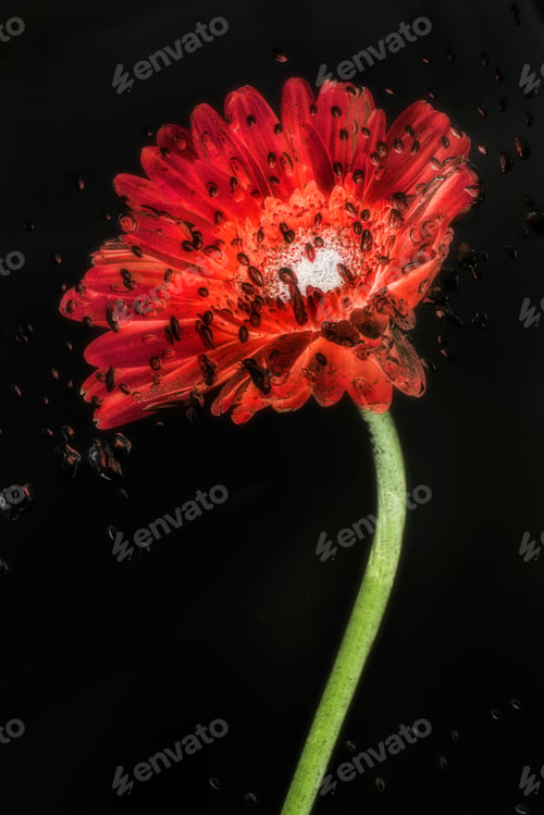 Preview: Red natural blooming Gerbera flower