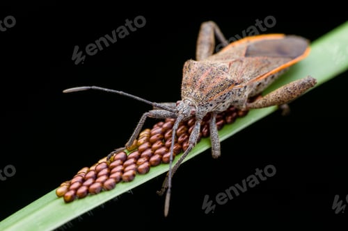 Preview: mother insect is guarding her eggs