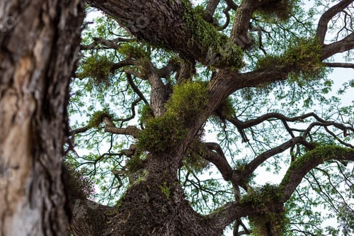 Preview: Branches of big samanea saman trees with sky background