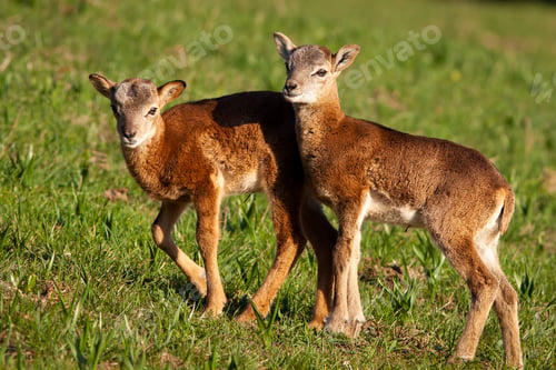 Preview: Small young mouflons walking on green meadow in spring