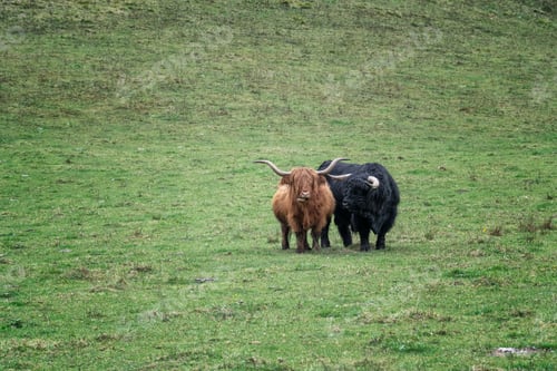 Preview: Highland cattle grazing on a green mountain meadow