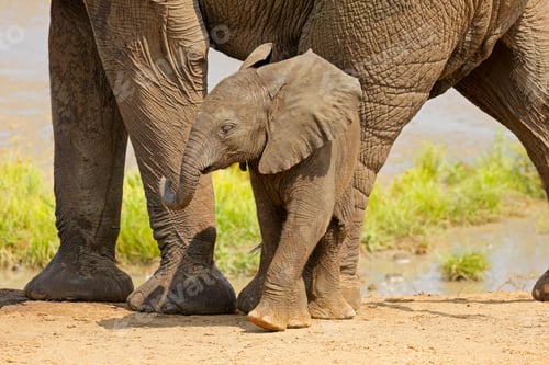 Preview: Baby African elephant - Kruger National Park