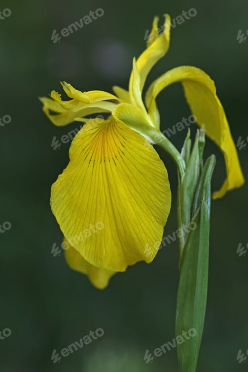 Preview: Yellow Flag Iris (Iris Pseudacorus). Called Yellow Iris, Water Flag, Paleyellow Iris And Lever Also