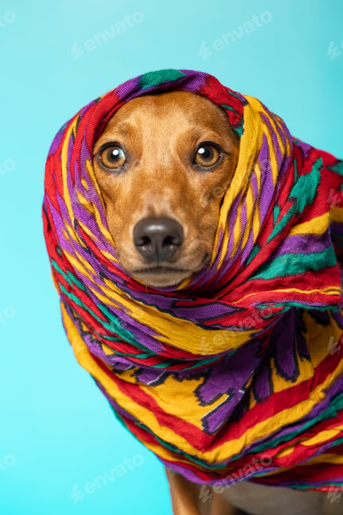Preview: Dachshund dog wrapped in a colorful scarf on a blue background.