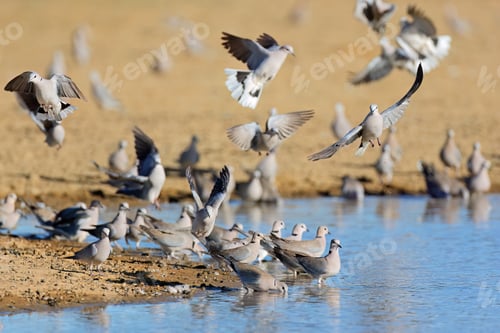 Preview: Cape turtle doves at a waterhole - Kalahari desert