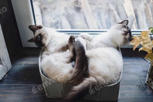 Preview: Cute siamese cats lying in boxes near the window