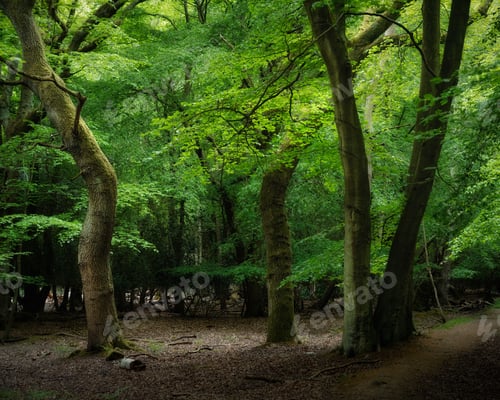Preview: Trees with thick trunks and surface roots captured in Epping forest