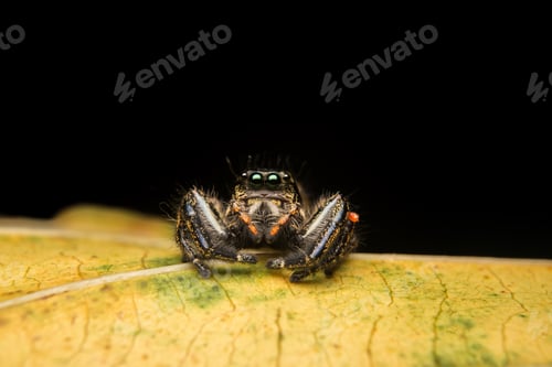 Preview: Spider Close Up on a Yellow Leaf