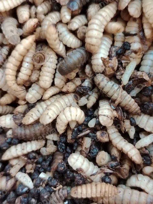 Preview: Close-up of Black soldier fly larvae worms are eating waste.