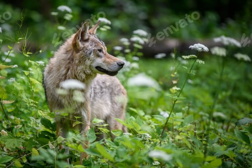 Preview: Wolf in summer forest. Wildlife scene from nature