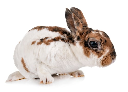 Preview: miniature Rex rabbit