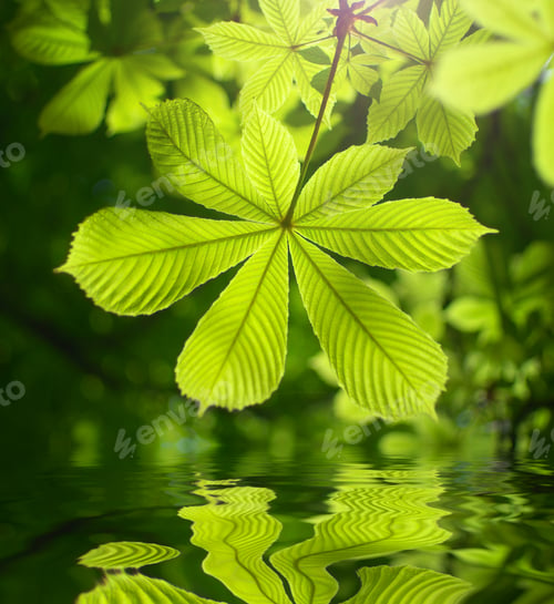 Preview: Spring leaf