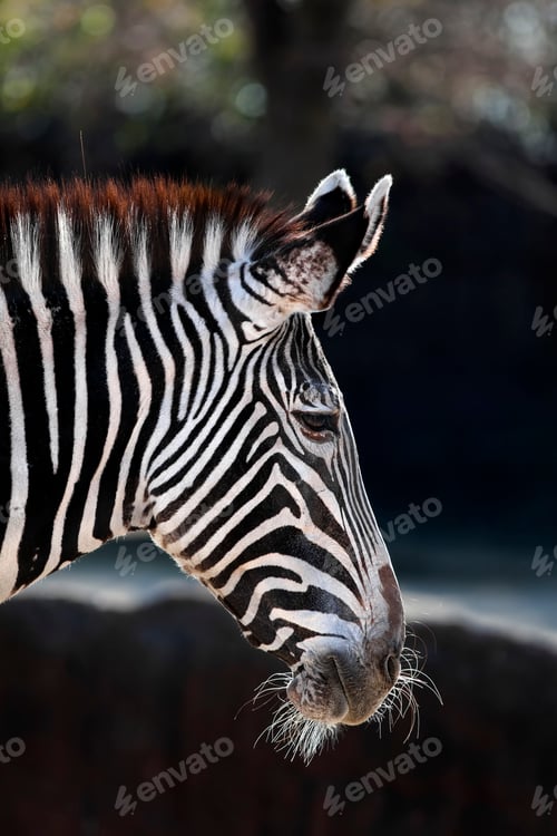 Preview: Zebra