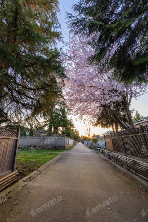 Preview: Alley in a residential neighborhood in the city suburbs. Cherry Blossom Tree.
