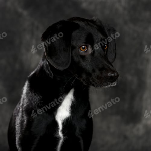 Preview: Labrador retriever in front of a grey background