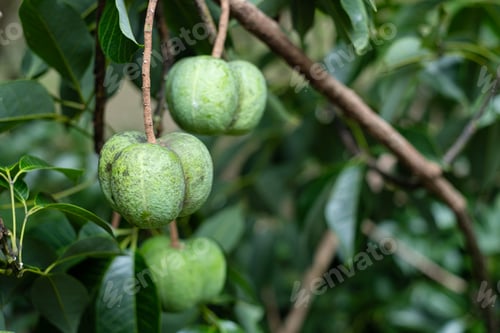 Preview: Fruit of the para rubber hanging on the tree