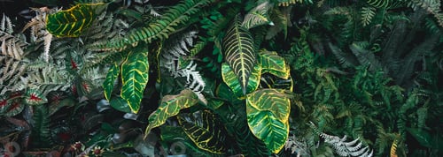 Preview: A background with an abstract design and a close-up texture of green leaves.