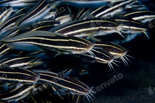 Preview: Striped catfish in school.
