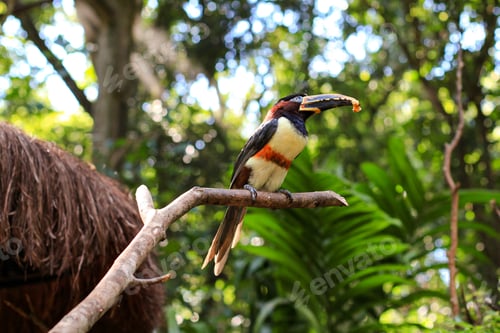 Preview: Toucan