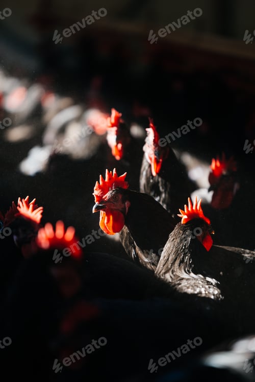 Preview: Group of black chicken in dark poultry barn with bright sun beam