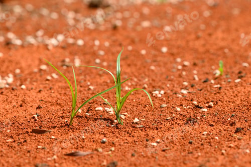 Preview: Solitary green plants growing on red desert