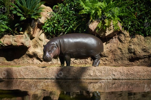 Preview: Pigmy hippo outside the water at direct sunlight (Choeropsis liberiensis)