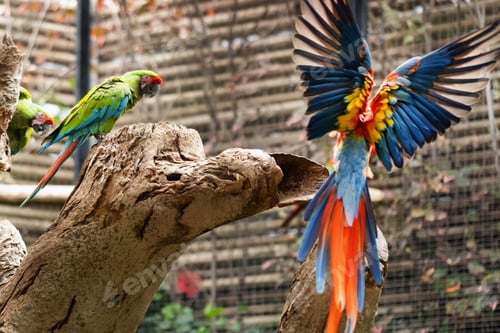 Preview: Colorful parrots in a park on the island of Tenerife