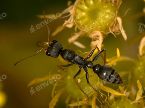 Preview: Closeup of a jack jumper ant against the green plants' background
