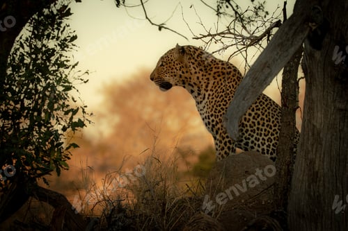 Preview: The side profile of a male leopard, Panthera pardus, sitting during sunset, orange background