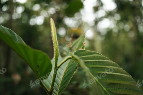 Preview: Earth Day eco concept with tropical forest background, natural forestation preservation scene