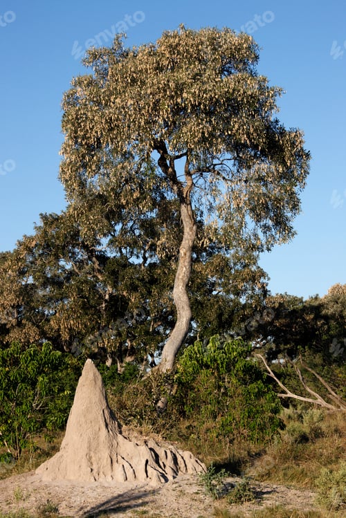 Preview: Termite mound - African bush