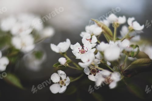 Preview: Cherry blossom in spring garden