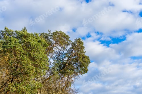 Preview: Trees And Blue Sky At Lincoln Park In West Seattle, Washington.