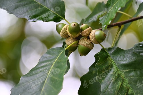 Preview: Acorns growing in an oak tree