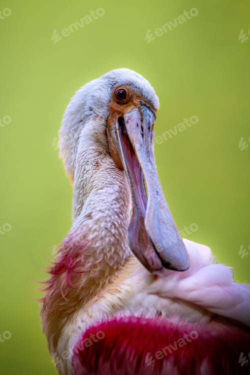 Preview: Spoonbill with white neck looking sideways