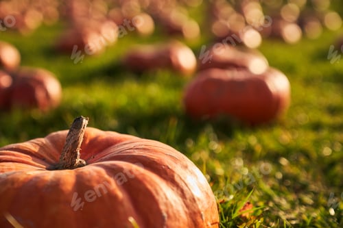 Preview: Big orange pumpkin in pumpkin patch at sunny day.