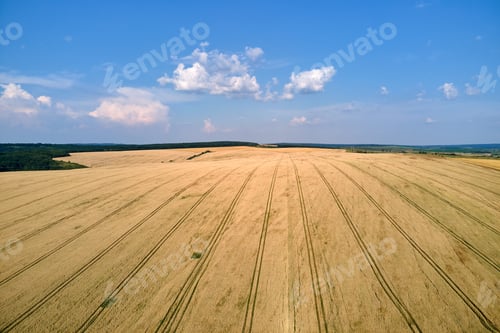 Preview: Aerial landscape view of yellow cultivated agricultural field with ripe wheat on bright summer day