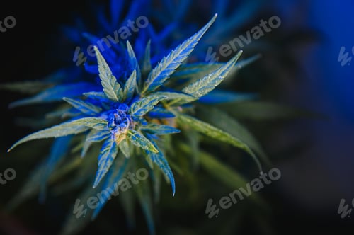 Preview: Background young shoots of marijuana in fantastic blue shades.