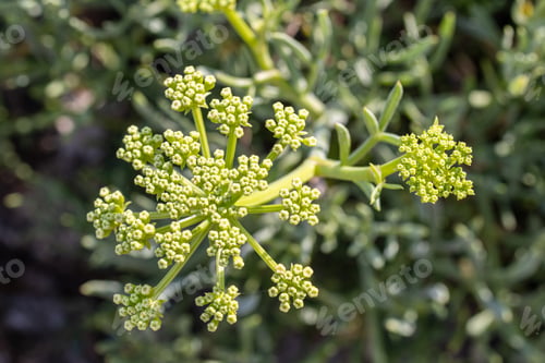 Preview: Sea fennel growing on wild beach