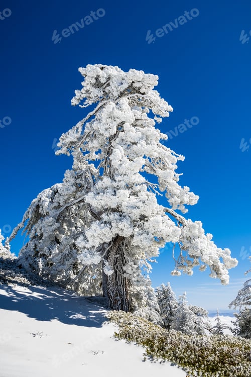Preview: Pine tree covered in frozen snow