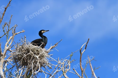 Preview: cormorant (phalacrocorax carbo ) on nest