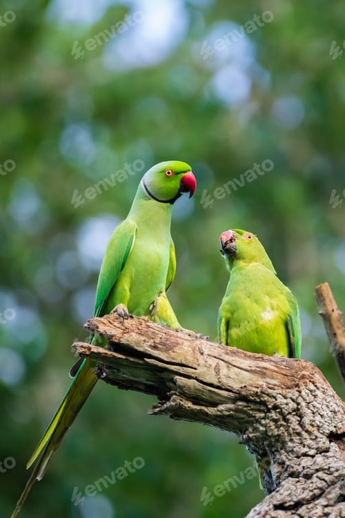 Preview: Rose-ringed parakeet male feeds the female as part of the courting ritual,